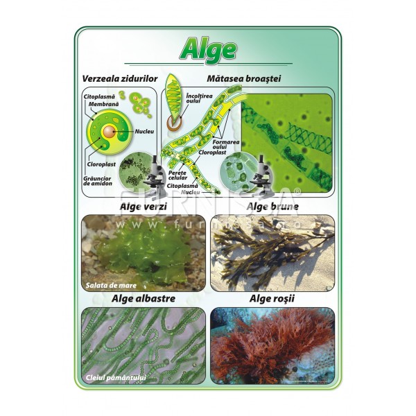 Alge – plansa didactica