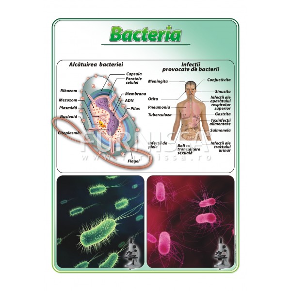 Bacteria