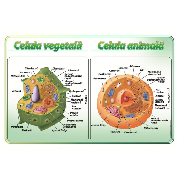 Celula vegetala – animala