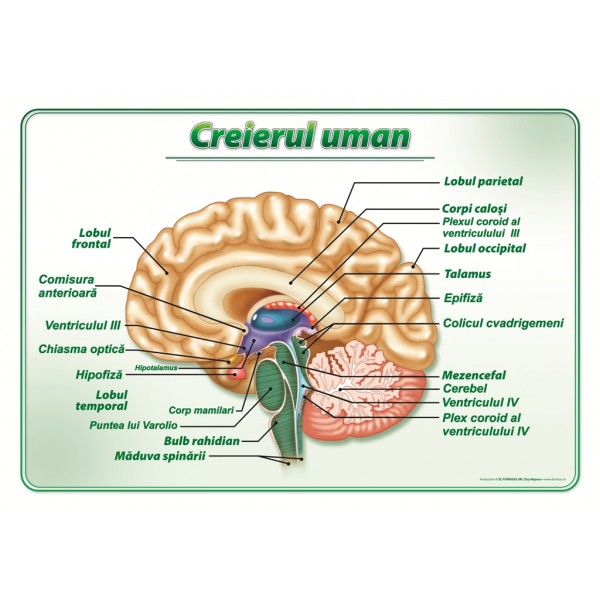 Creierul uman