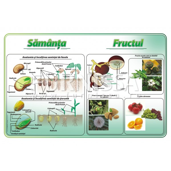 Fruct – samanta