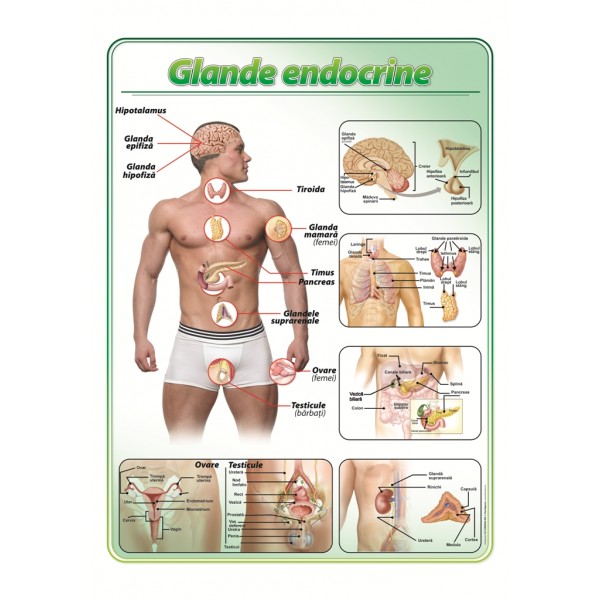 Glande endocrine