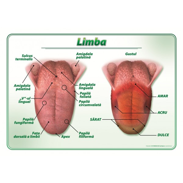 Limba si formarea gustului