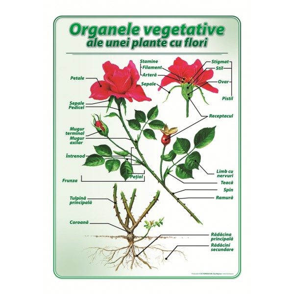 Organele vegetative ale unei plante cu flori