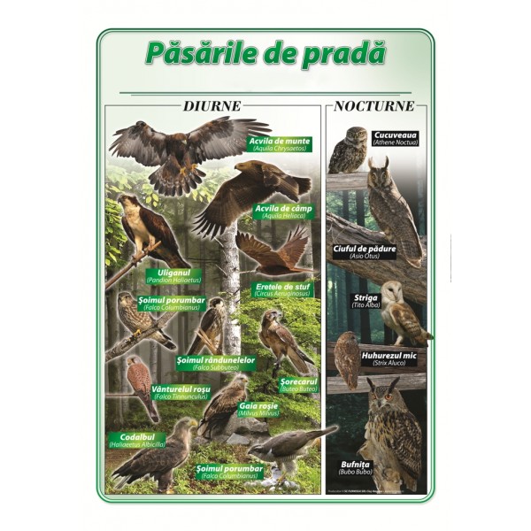 Pasari de prada ale padurii