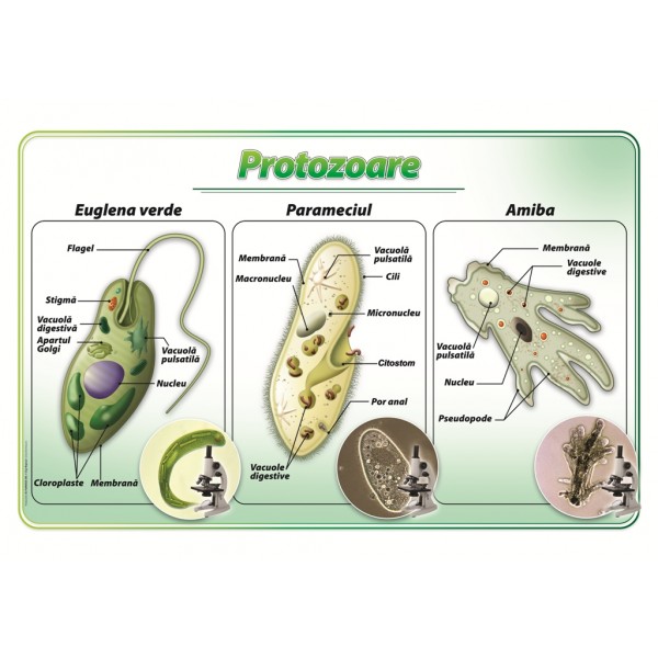 Protozoare – plansa didactica