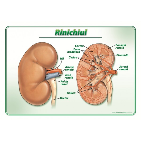 Rinichiul – plansa didactica