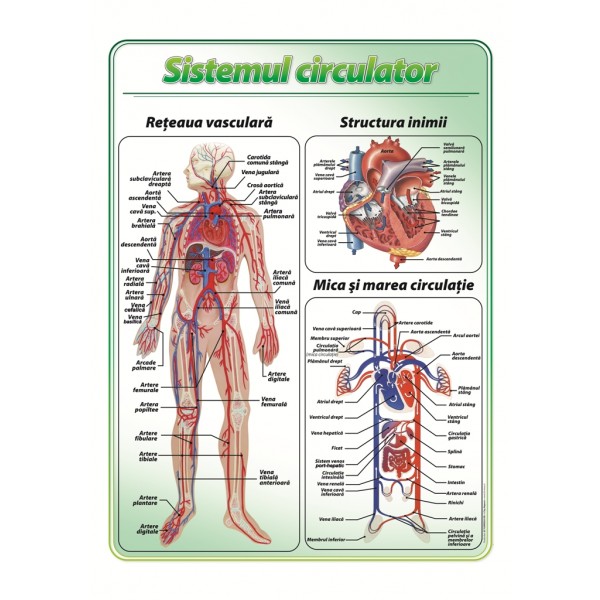 Plansa didactica – Sistemul circulator