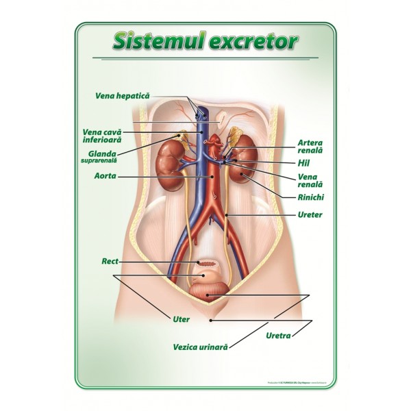 Plansa didactica Sistemul excretor