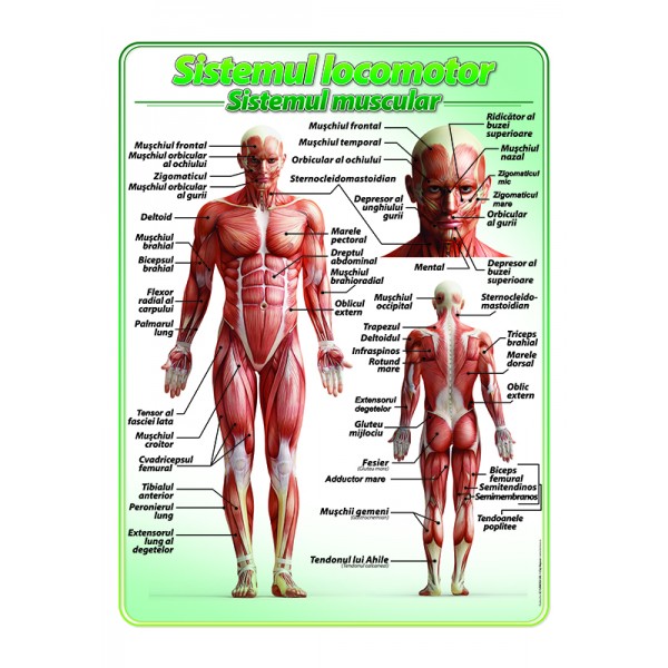 Sistemul locomotor-muschii