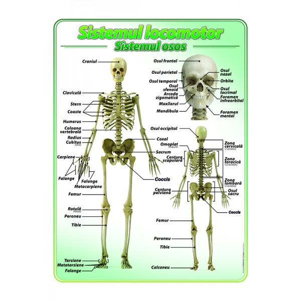 Sistemul locomotor – scheletul