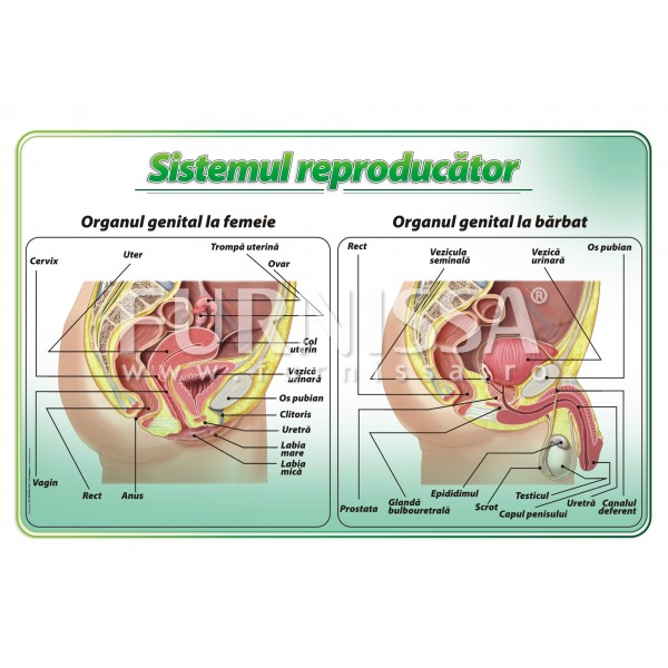 Sistemul reproducator