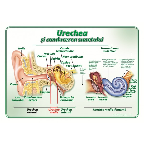 Urechea si conducerea sunetului